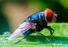 Estados Unidos planea liberar millones de moscas estériles sobre México