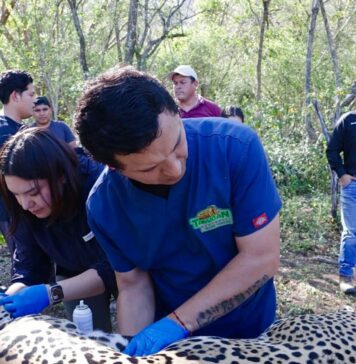 Jaguar rescatado sano y salvo en Gómez Farías: Comisión de Parques