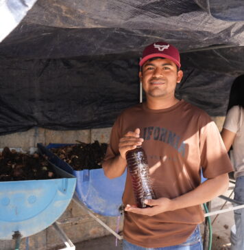 Desarrolla la UAT biofertilizantes líquidos a partir de lombricomposta